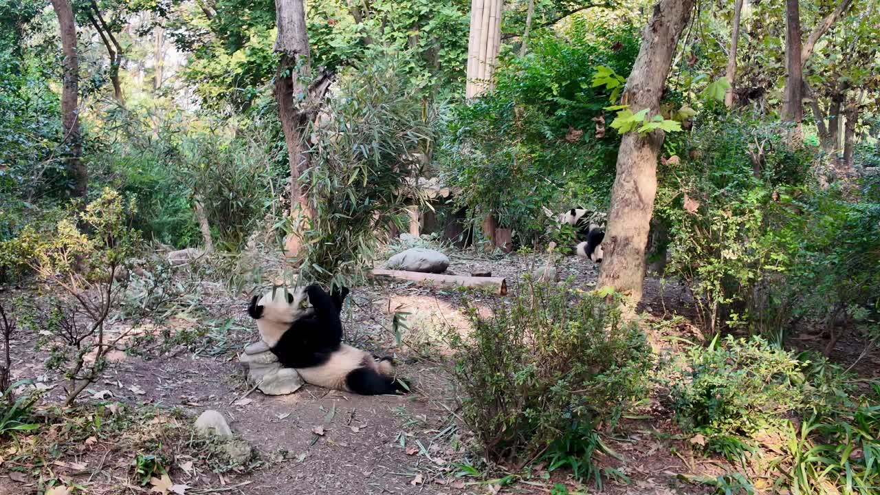 Wildlife footage of panda calmly eating plant food in Chengdu conservation zoo environment