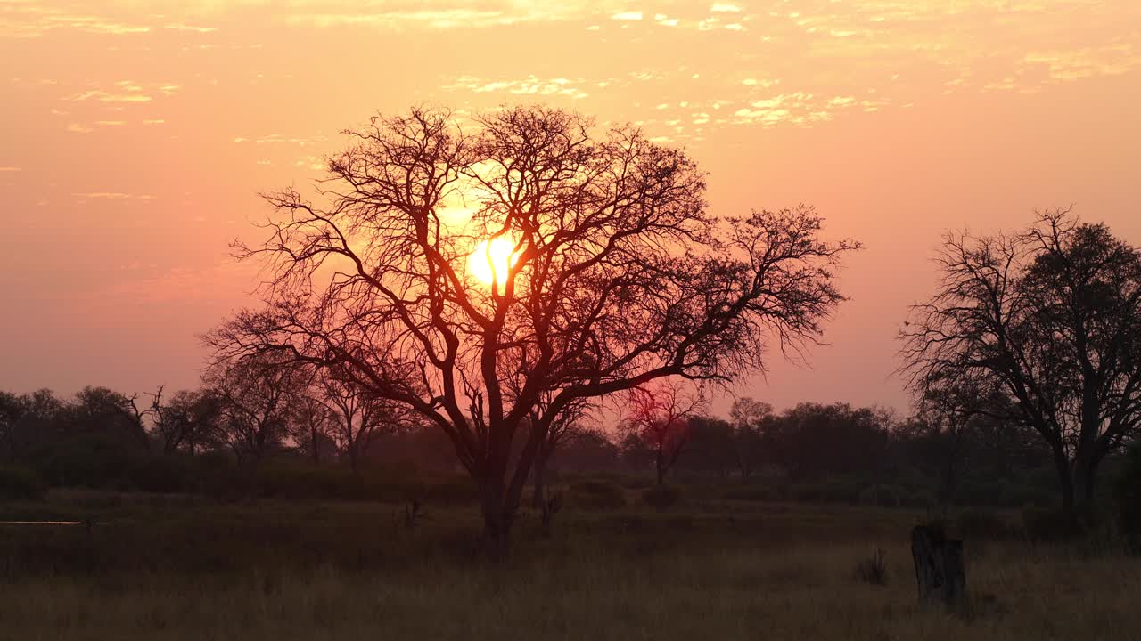 la puesta de sol detrás de un árbol contra un cielo naranja vibrante salpicado de nubes en khwai, botswana
