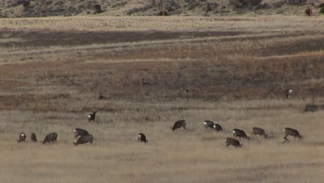 A-Montage-Of-Grazing-Deer-And-A-Covered-Wagon