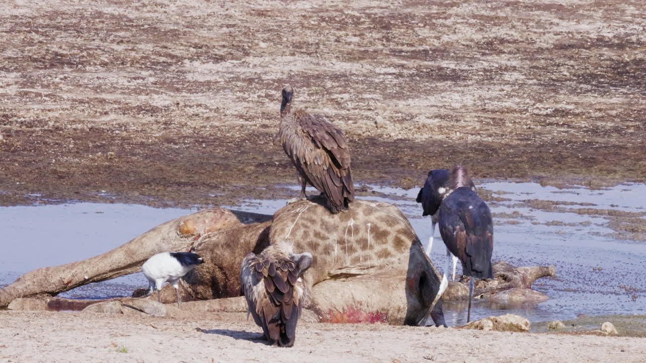аисты-марабу и грифы разгребают тушу жирафа - средний снимок