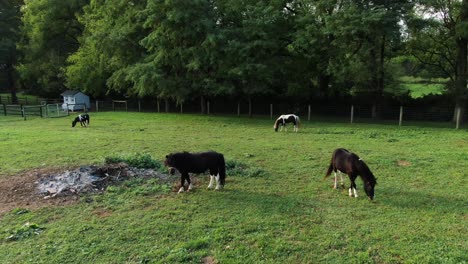 Miniaturpferde,-Braune-Und-Weiße-Ponys-Auf-Grüner-Wiesenweide,-Luftbild