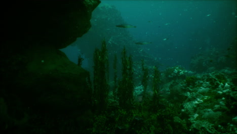 impresionante escena submarina con vibrantes arrecifes de coral y peces tropicales