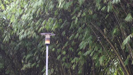 bosque de bambú con poste de luz