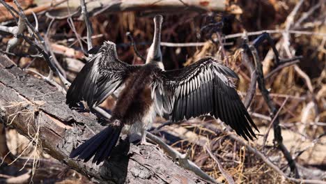 bird spreading wings on a log