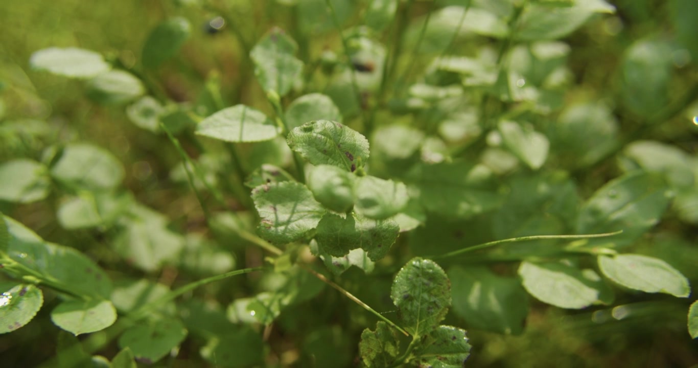 Macro shot of green blueberry leaves and small shrubs in a sunny forest, showcasing sustainability and ecofriendly nature themes.