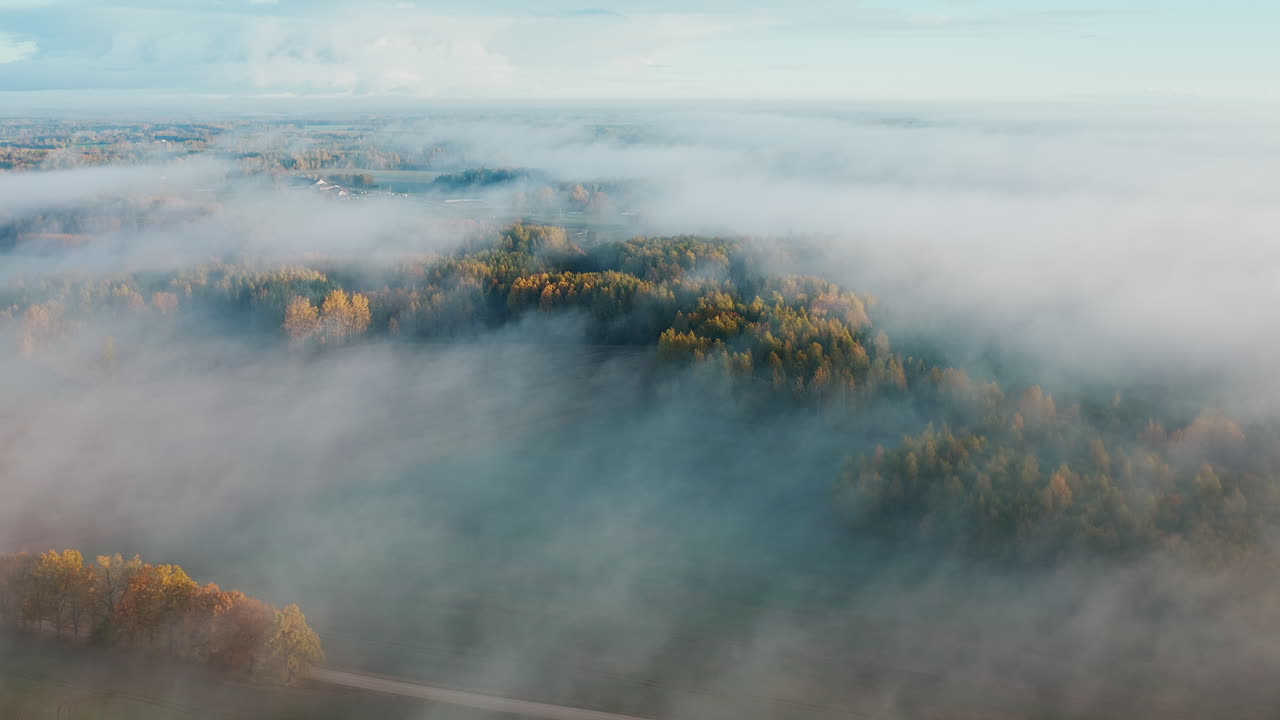Skov dækket af tæt tåge