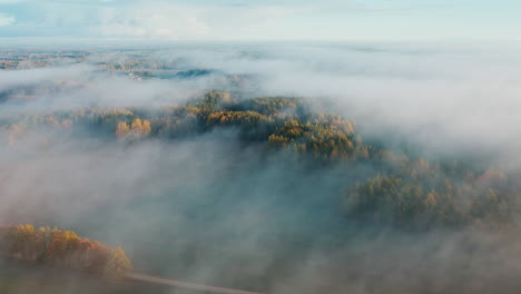 forest covered in tumultuous fog