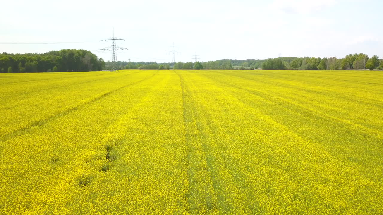 vista aérea del floreciente campo de canola con un poste de energía en el fondo