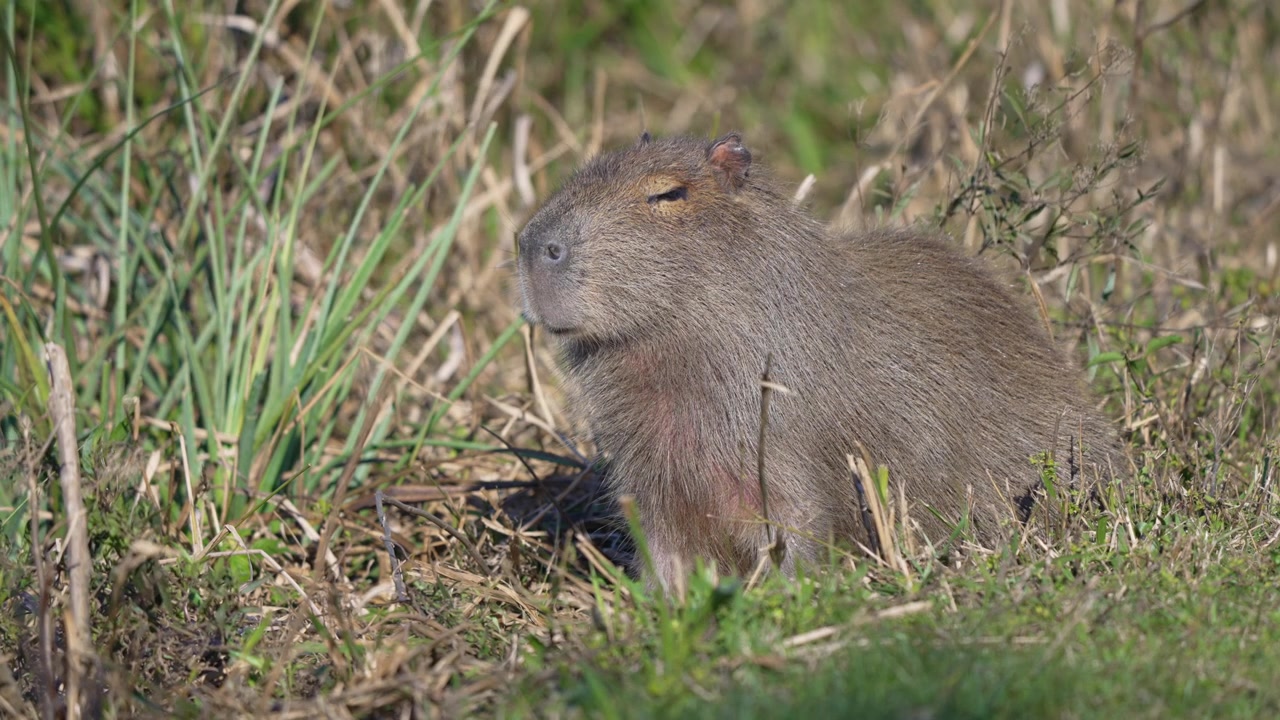 Large capybara sits motionless among dry grass and reeds in bright daylight, its eyes half closed in a calm moment of rest in ibera wetlands habitat.