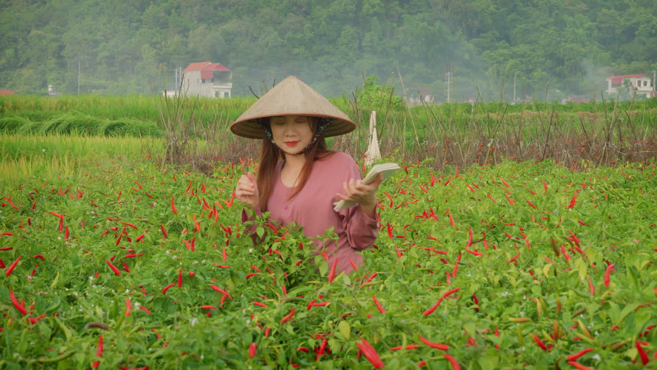 은 칠리 고추 농장을 관찰하는 아시아 여성 젊은 농부,  농사를 짓는 중국 대나무 모자를 입고