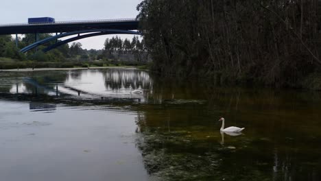 Camera-orbits-around-the-serene-scene,-capturing-two-graceful-swans-gliding-in-the-water-as-a-truck-crosses-the-bridge-in-the-enchanting-setting-of-San-Vicente-de-la-Barquera