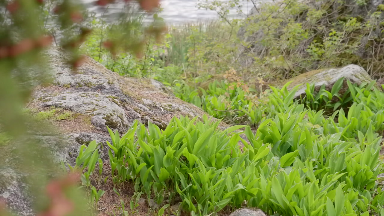 Closeup Coastal Undergrowth With Rocks. Vibrant Green Plants And Moss Nestle Among Weathered Stones, Soft. Creative