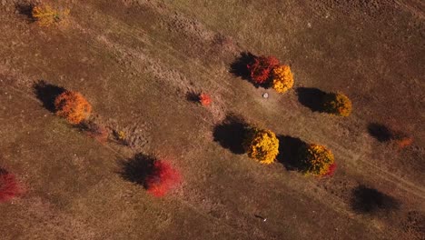 disparo de drones hacia abajo, vista superior, de coloridos árboles de otoño, en un día soleado