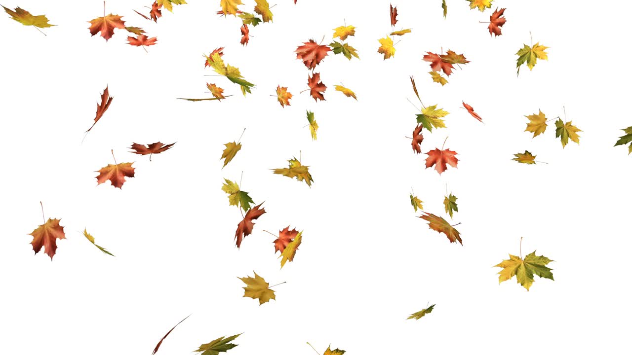 메이플의 가을 잎이 떨어집니다.