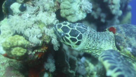 Tortuga-Marina-En-El-Arrecife-De-Coral-Del-Mar-Rojo-De-Egipto