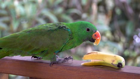 Green-eclectus-roratus-parrot-on-railing-eats-a-banana,-close-up