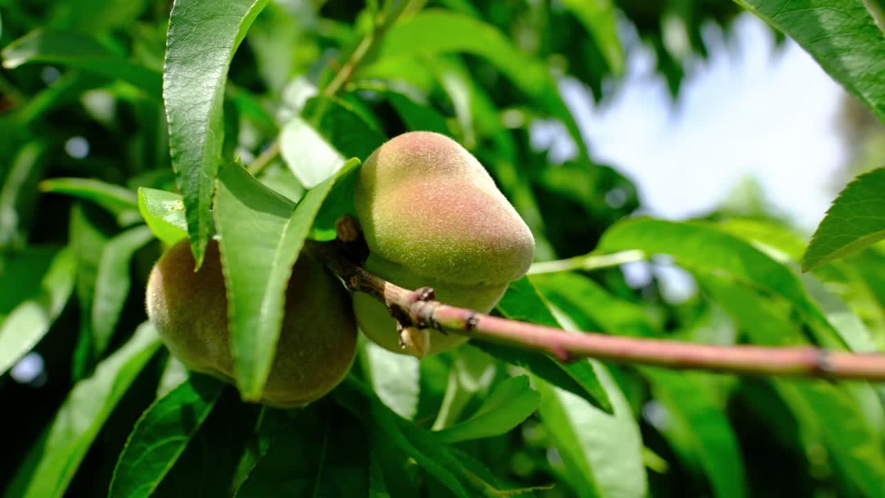 Natural fresh unripe green peach tree branches