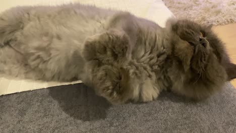 beautiful long hair cat relaxing on the sofa at home, he is lying down and looking around at camera