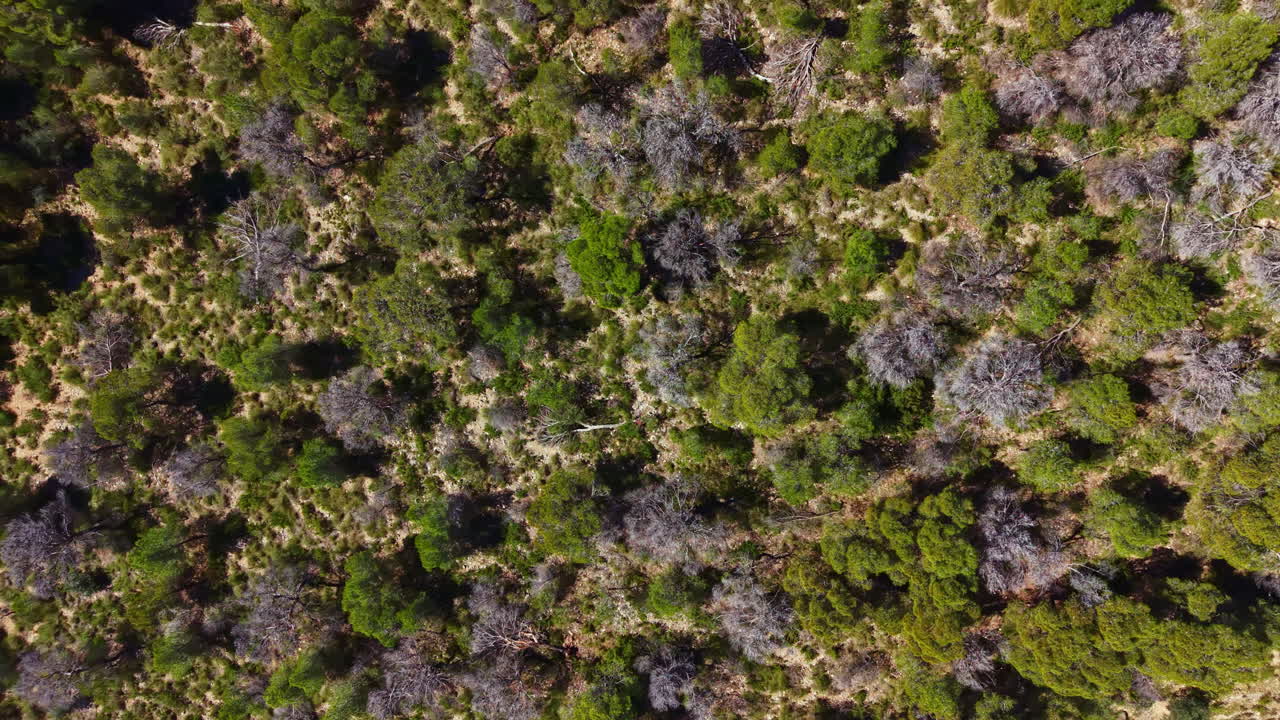 Vista a volo d'uccello di una foresta con alberi diversi e dettagli del terreno, catturata di giorno in un ambiente naturale lontano da aree urbane