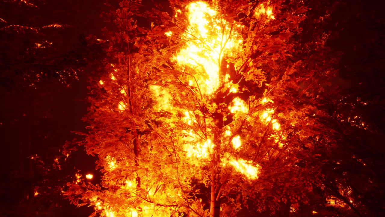 Burning Tree in Forest at Night