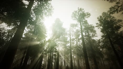 Redwood-Forest-Neblige-Sonnenuntergangslandschaft