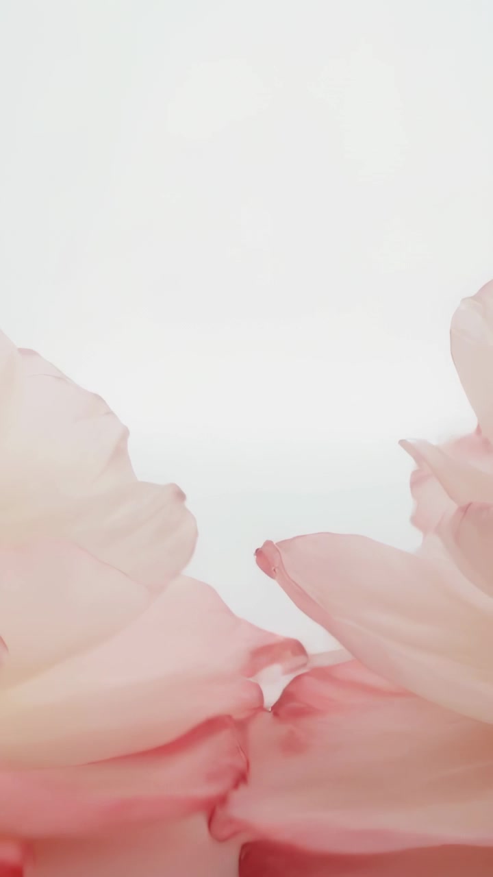 Video verticale: Petali rosa pallido che scivolano entrando dai lati e formano un bordo floreale su uno sfondo bianco.