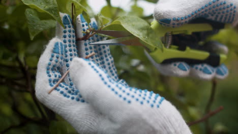 gardener pruning branches