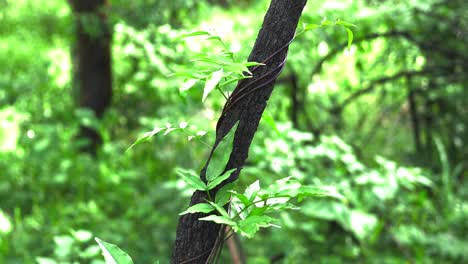 Blackened-Tree-Trunk-With-Vines---Regeneration-Of-Forest-After-The-Bushfire---Australia