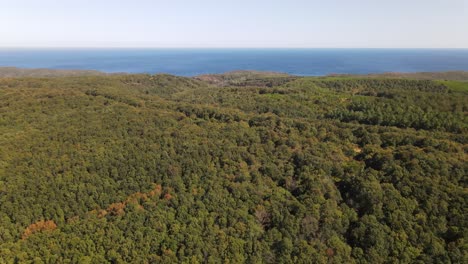 Vista-Aérea-De-La-Naturaleza-Del-Bosque