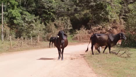 Cows-eating-peacefully-in-the-fields-on-a-sunny-afternoon-in-Brazil,-South-America-6