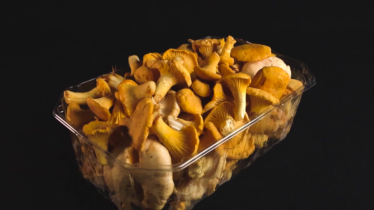 Freshly picked golden chanterelle mushrooms in a clear plastic container slowly rotating, revealing their gills and texture. These edible fungi are a popular gourmet culinary ingredient