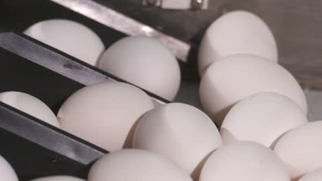 fresh eggs moving along a production line at a poultry farm