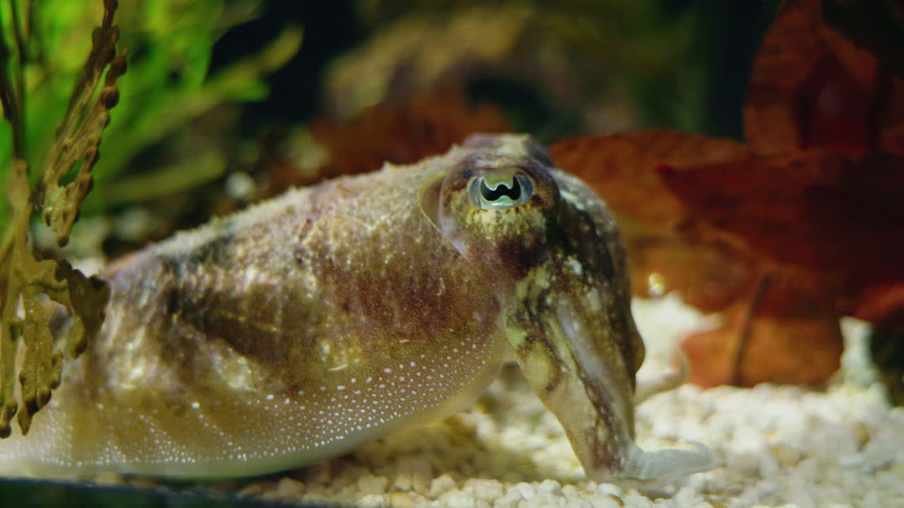 Close-up of a Cuttlefish in an Aquarium