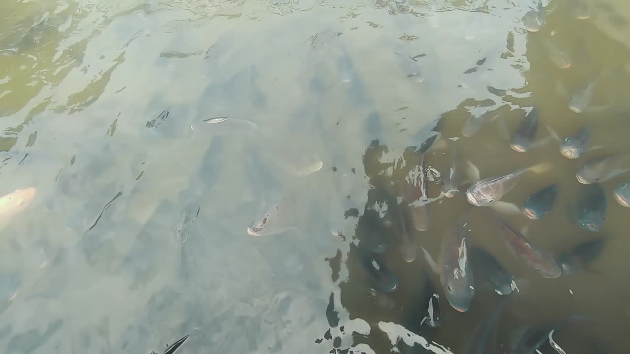 공원에서 호수에서 물고기를 보고