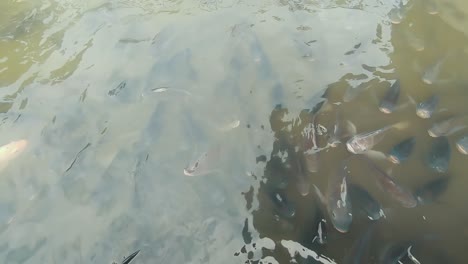 watching fish in the lake at the park