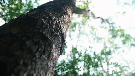 rough textured bark of tree trunk in the forest at sunny day during summer