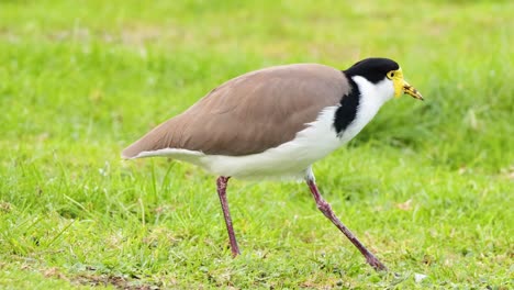 a bird searches for food on grassy ground