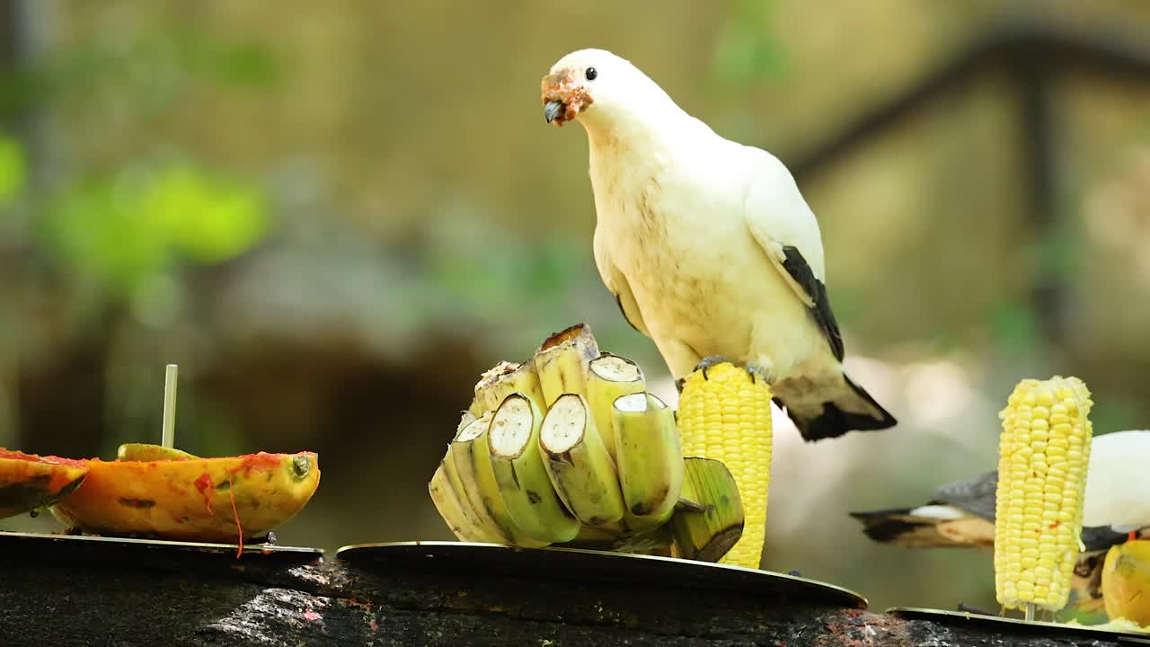 paloma comiendo fruta en el zoológico de khao kheow