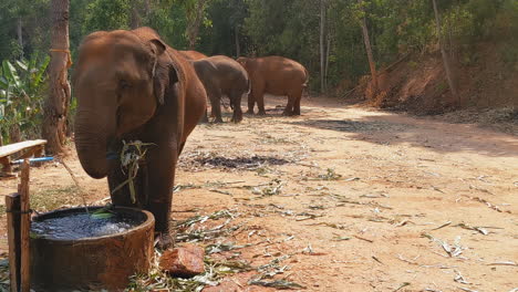 elefante comiendo en un santuario de elefantes en chiang mai, tailandia