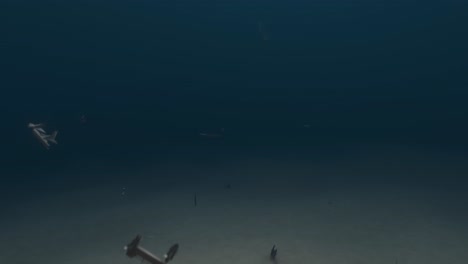 3d animation showing debris from a shipwreck sinking to the ocean floor