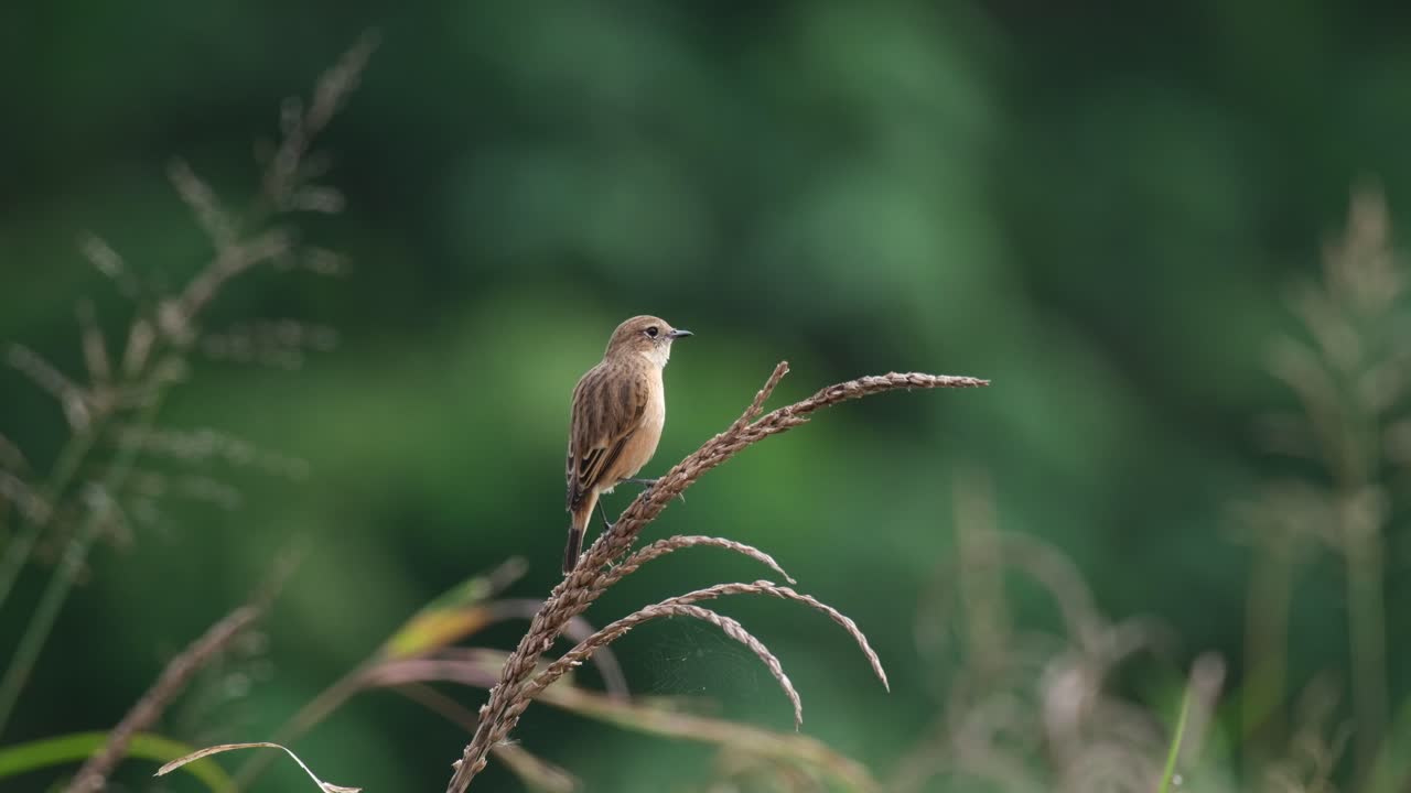 Facing to the right preening itself and then flies away, Amur Stonechat or Stejneger's Stonechat Saxicola stejnegeri, Thailand