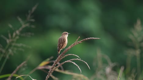 Facing-to-the-right-preening-itself-and-then-flies-away,-Amur-Stonechat-or-Stejneger's-Stonechat-Saxicola-stejnegeri,-Thailand