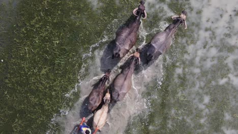 vacas caminando a través de un denso campo inundado, vista aérea de arriba hacia abajo