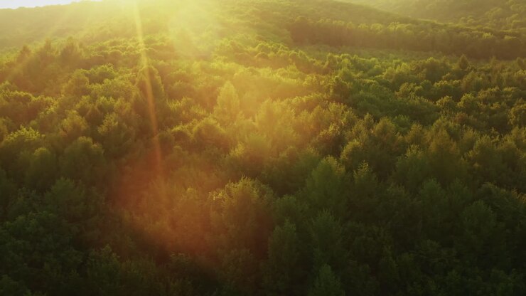 An aerial of a calm and beautiful dense forest with green trees on a sunny day