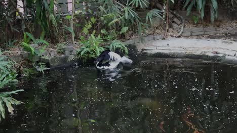 pelican swimming gracefully in dark pond with natural green surroundings