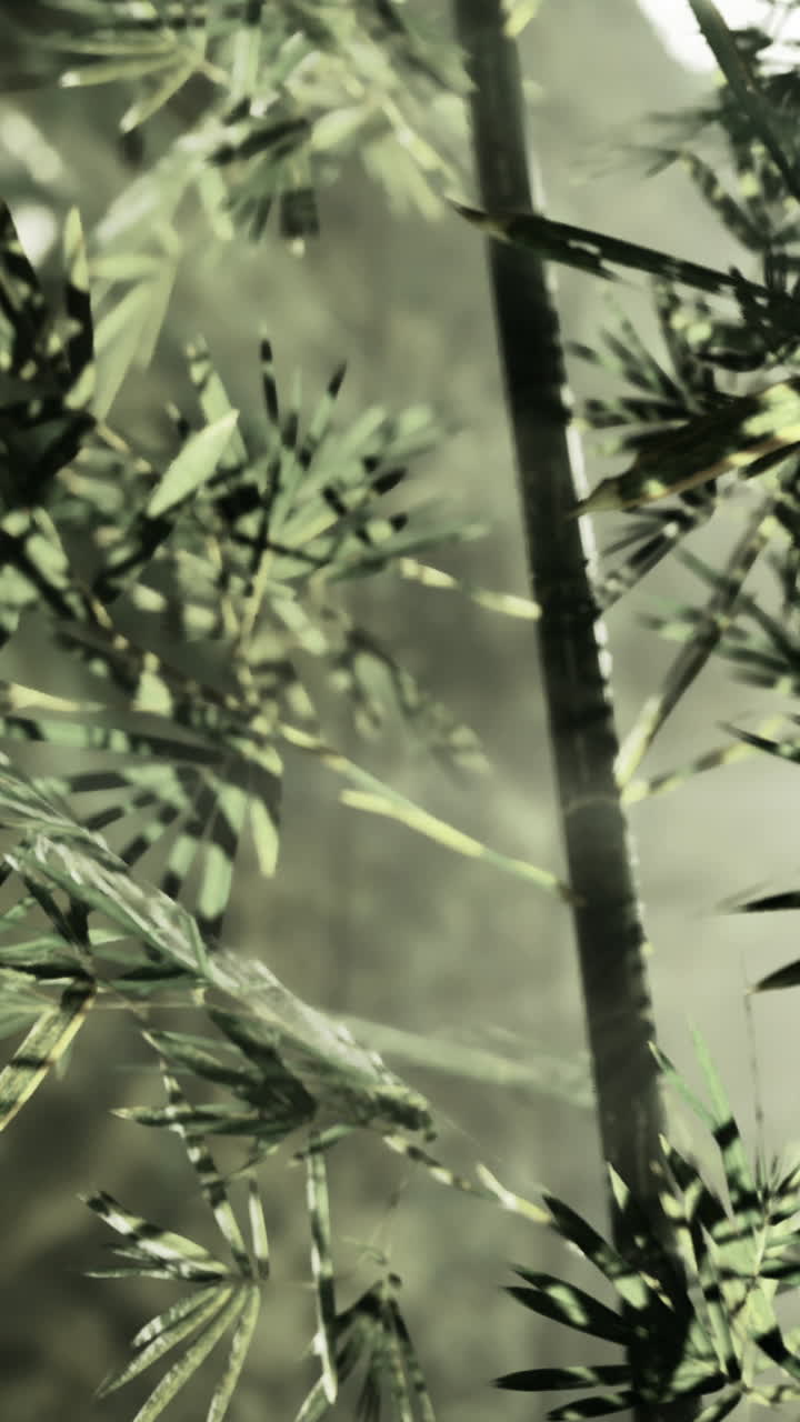 La foresta di bambù nebbiosa si risveglia nella morbida luce del mattino con dolci sussurri