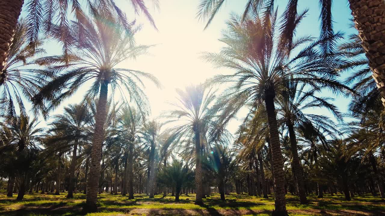 date palm plantation deglet nour with sun rays in the region of biskra algeria