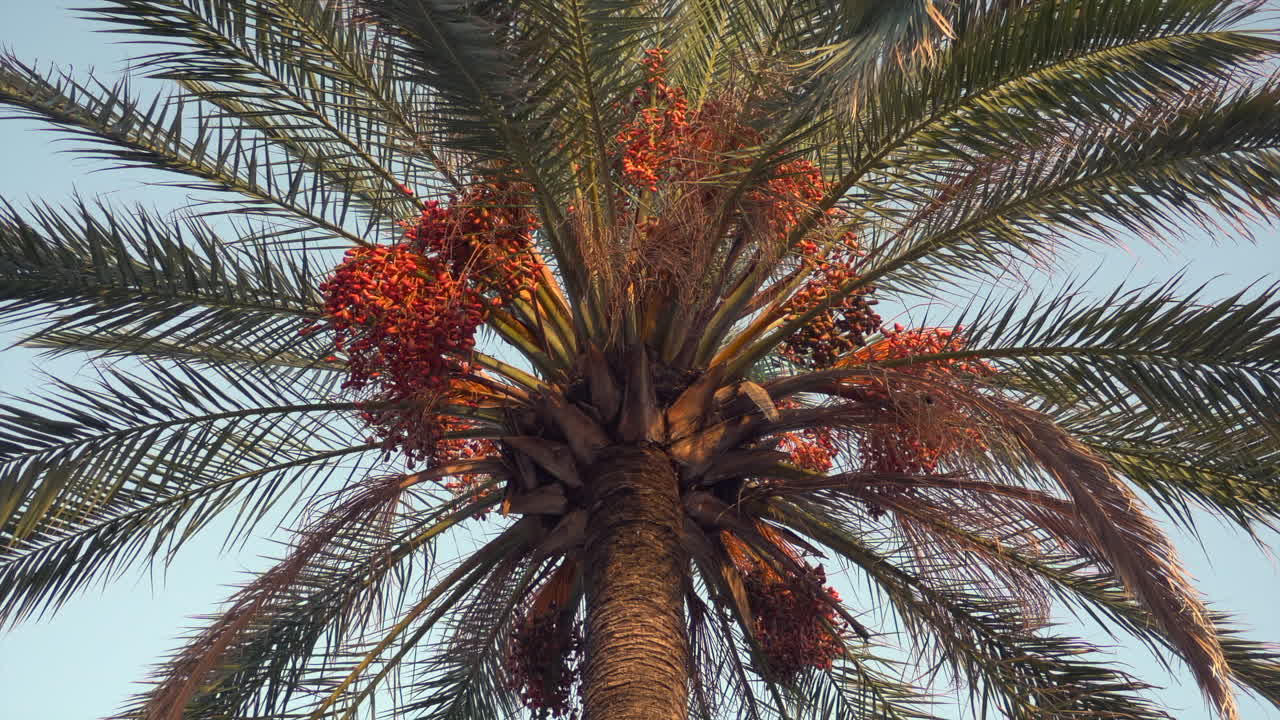 Close-up of a date palm heavy with clusters of green dates in warm evening light against clear sky