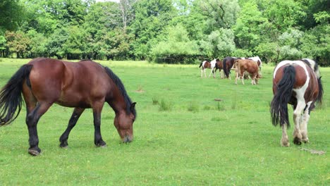 Free-grazing-horses-roam-around-in-Croatia