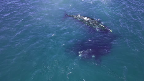 Ballena-Franca-Austral-Eubalaena-Australis-Agregación-De-Apareamiento-En-El-Atlántico,-Aéreo